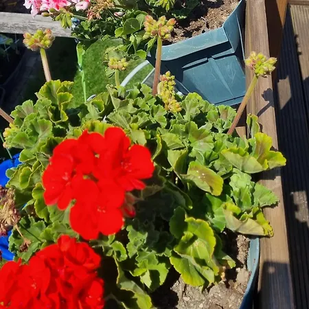 아파트 Annett 볼렌