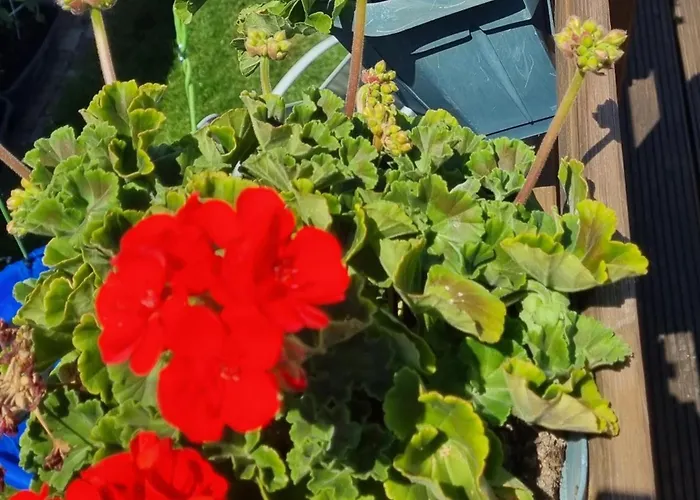 Apartment Annett Bohlen (Saxony)